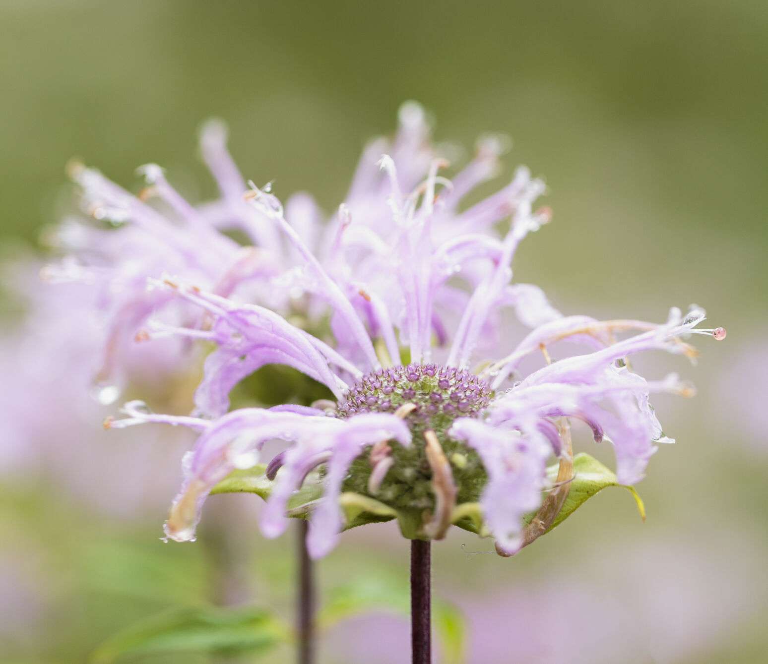 Wild Bergamot